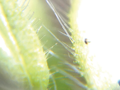 microscope view of Glandular hairs on a sticky mouse-ear plant