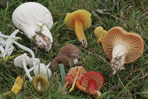 five types of waxcap fungi