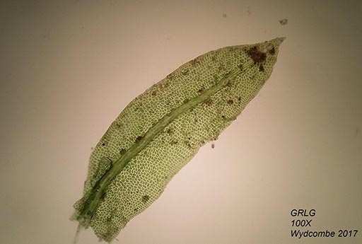 microscope view of a single leaf