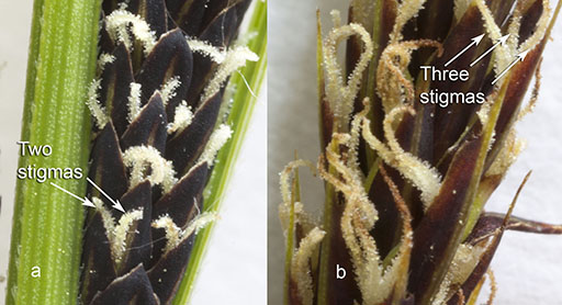 Carex acuta and C. acutiformis stigmas