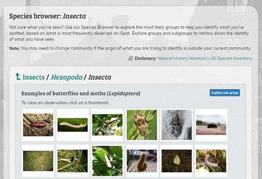 ‘Insects’ group in the iSpot Species Browser with ‘Explore sub-group’ button highlighted
