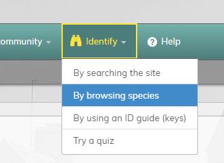 Selecting the iSpot Species Browser from the ‘Identify’ drop-down menu