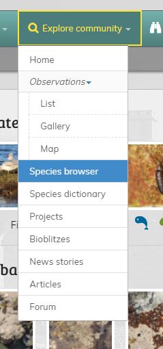 Selecting the iSpot Species Browser from the ‘Explore community’ drop-down menu