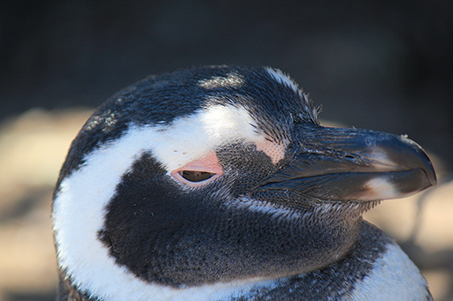 Picture of a penguin