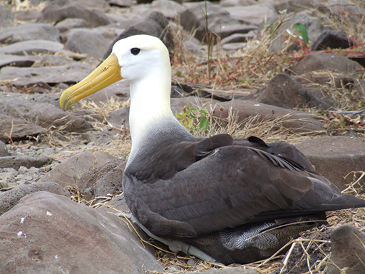 an albatross