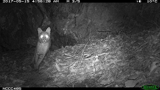 Camera-trap image of a bobcat