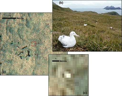 2 satelite pictures ans 1 picture of albatrosses