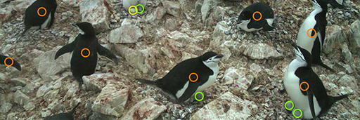colony of a penguin annotated by online observers.