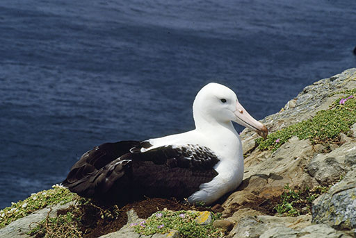 Picture of an albatross