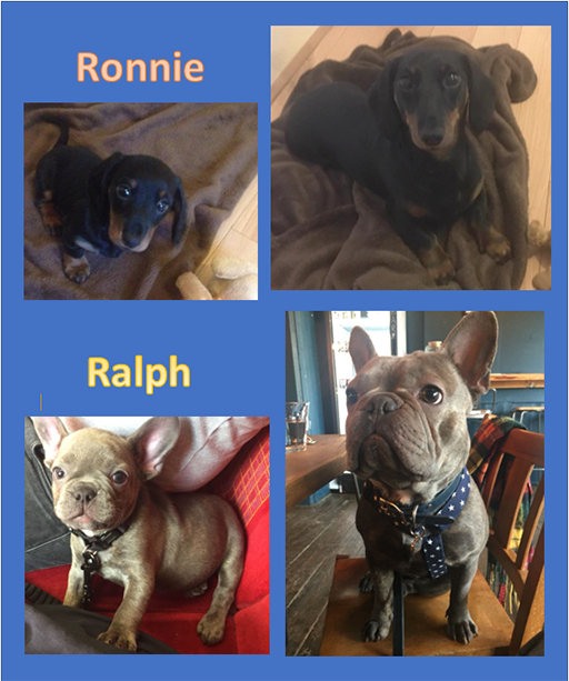 Ronnie and Ralph as puppies and adults