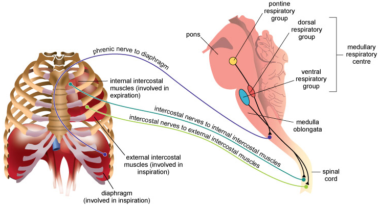 Described image
