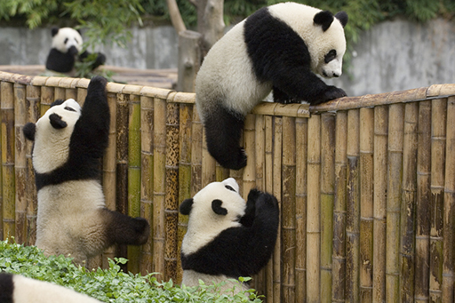 An image of four giant panda cubs climbing a bamboo fence