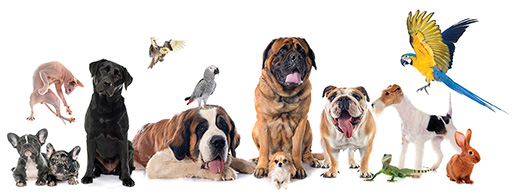 A photo of a collection of pets including cats, dogs, birds, rabbits, lizards