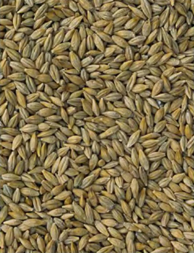This is a photograph of barley grains close up.