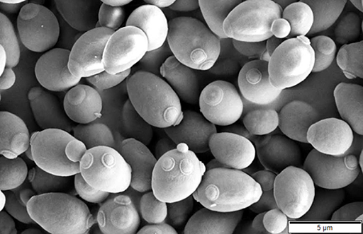 Microscope image of Saccharomyces ceresvisiae.