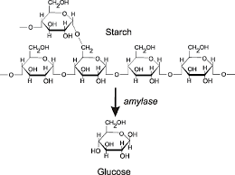 The chemical breakdown of starch by an amylase enzyme into simple glucose units.