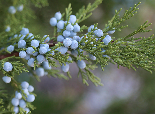 This is a phoograph of a juniper berry.