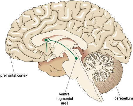 This is an illustration of the brain.