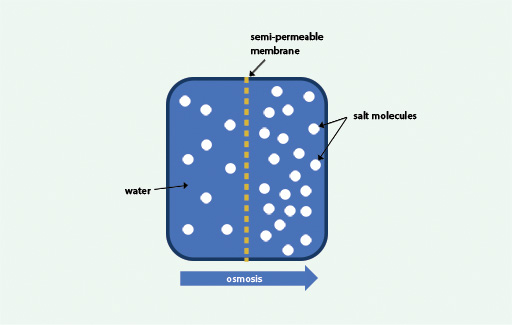 This is a drawing of the process of osmosis.