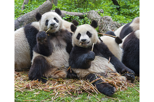 An image of several giant pandas lounging against some logs eating bamboo