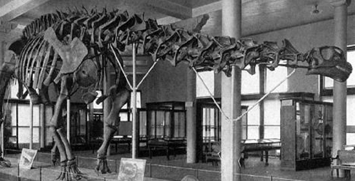 A dinosaur skeleton on display in a museum.