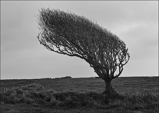 A photograph of a tree where the growth has been influenced by strong wind.