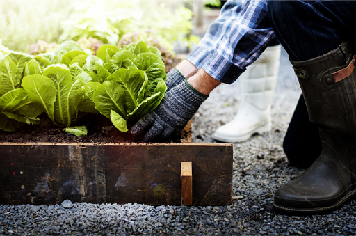 A gardener bends to tend small growing lettuces in a raised bed.