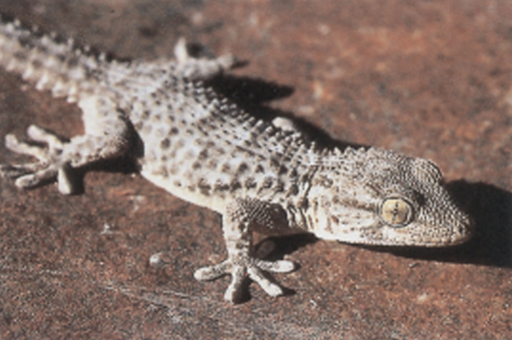 Introduction to ecosystems: Nocturnal desert animals - OpenLearn - Open  University