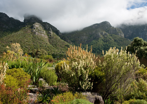 A photo showing the kind of habitat that is typical of mountain Fynbos in the Cape Peninsula in South Africa. There are a number of different species in the foreground and mountains in the background.