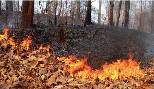 A photograph that shows leaves and low understory vegetation burning and the larger canopy trees left standing.