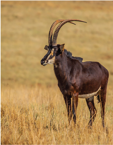 A photo of a male sable antelope. A large predominantly black antelope with a white underbelly and white markings on the face. It has two long and slim backward curved horns and is standing in a savannah landscape.