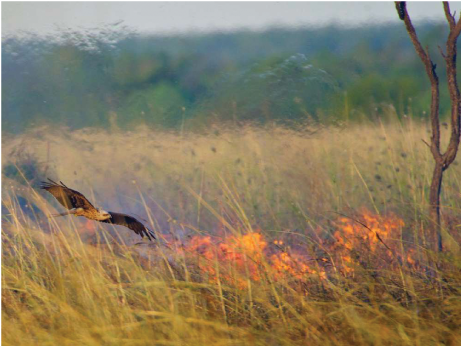 A photo of a black kite flying very low over grassland that is on fire.