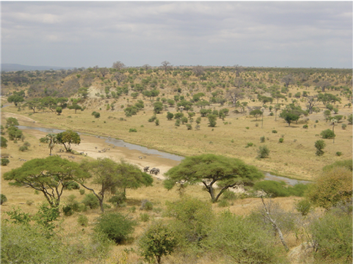 A photograph showing a landscape containing grassland interspersed with small and medium sized trees – mostly acacia trees.