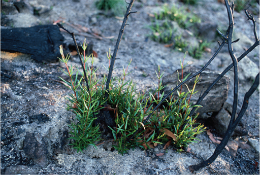 A photo showing a cluster of green leafy shoots sprouting from the base of a shrub that has been burnt by fire.