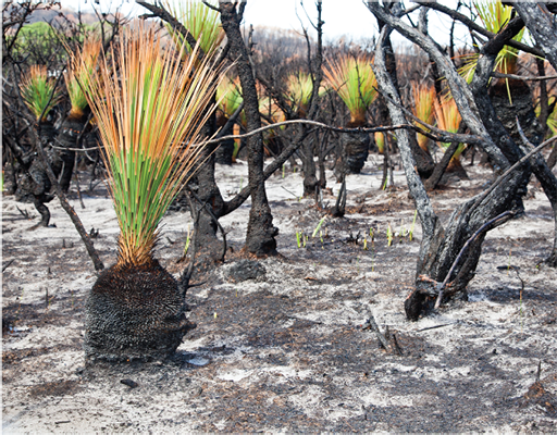 A photo showing a large number of grass-like shoots sprouting from the top of a tuber-like stem that has been burnt by fire (a bit like a pineapple).