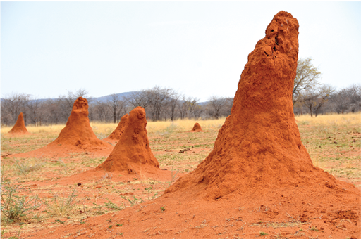 A photo of conical-shaped termite mounds on bare soil.