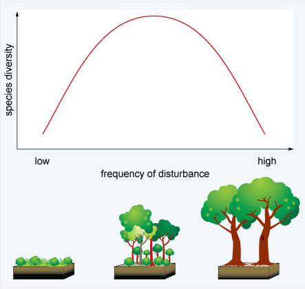 A hypothetical line graph that shows how species diversity changes with frequency of disturbance. The horizontal axis is labeled ‘frequency of disturbance’ and the vertical axis is labeled ‘species diversity’. There are no quantitative markings on the vertical axis. On the horizontal axis, the extreme left-hand side is labeled ‘low’ and the extreme right hand side ‘high’. The line of the graph starts on the bottom left, increases almost linearly, reaches a peak and then decreases linearly to reach a low value again. So, it is an inverted U-shape. Underneath the graph is a series of three pictures of vegetation. The one on the left which is aligned with the left-hand side of the graph, shows a landscape with mostly grass interspersed with a few small trees. The central picture, which is aligned with the peak on the graph shows a mixture of low vegetation such as grass and shrubs, small trees and larger trees. The third picture which is aligned with the right-hand side of the graph shows mostly large trees. The graph and the pictures together illustrate that at a low frequency of disturbance (LHS of the graph, LH picture), species diversity is low; at an intermediate frequency of disturbance (peak on graph, central picture) diversity is high and reaches a peak; and at a high frequency of disturbance (RHS of graph, RH picture) diversity is once again low.