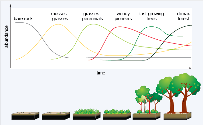 The diagram shows six stages of ecological succession starting on the left and proceeding to the right. Time is represented by a horizontal arrow from left to right. Each stage of succession is illustrated by a drawing of the type of vegetation that would be found at that stage. At the first stage there is bare rock, at the second stage there are mosses and grasses, at the third stage there are grasses and perennials, at the fourth stage woody pioneers are in evidence, at the fifth stage fast-growing trees have appeared; at the sixth and final stage there is a climax forest. Above the drawings of the six stages are a series of lines depicting the increase in abundance of habitat as the stages proceed so that at the first stage, bare rock predominates with no vegetation present. This is gradually replaced by mosses and grasses at stage 2 and then at stage 3 grasses and perennials appear, followed by woody plants, fast-growing trees and then larger trees. So, at stage 6 the climax forest consists of a complex mixture of vegetation.