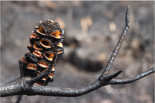 A photo of a pine cone from a plant belonging to the family Banksia. The cone is blackened by fire and has opened to release the seeds.