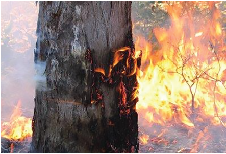 A photo showing a burning tree trunk illustrating that thick bark can protect the trunk from being irreversibly damaged by fire.