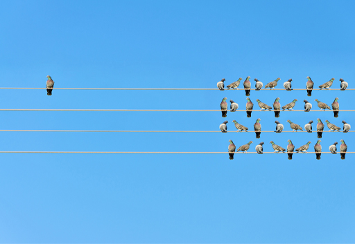 This shows birds sitting on 4 power lines. One bird is on the left and all the other birds are grouped to the right.