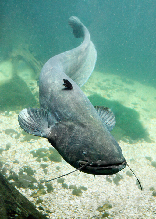 An image of a catfish