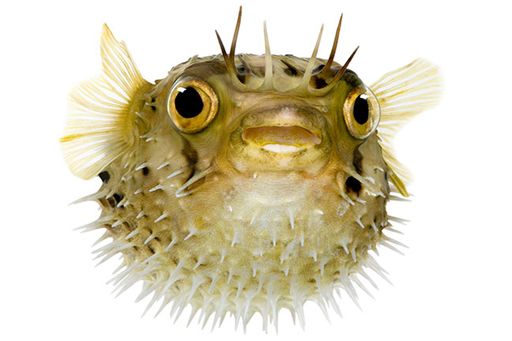 This is an image of a fish.
