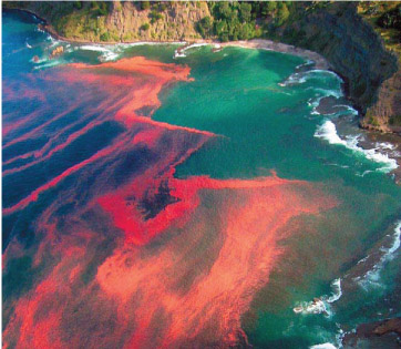 This is a photograph of a 'red tide' in the ocean. It appears as a bright red fringe on the ocean very near the coastline.