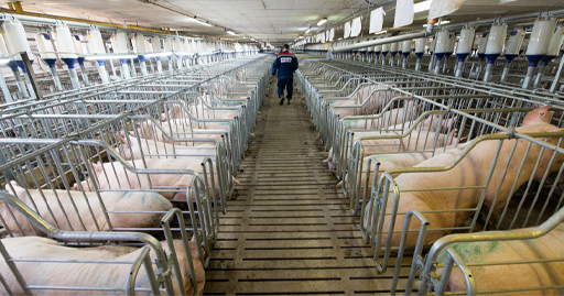 A photograph of legally caged pigs in a ‘factory farm’.
