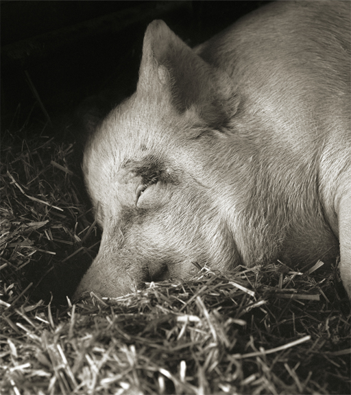 A photograph of a pig lying down with their eyes closed on some straw.