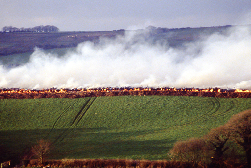 A photograph of a field with cows who had been infected with foot and mouth disease being cremated in 2001.