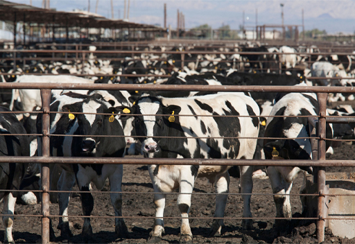 A photograph of cows being raised intensively to produce ‘beef’ in a concentrated animal feeding operation, in California.