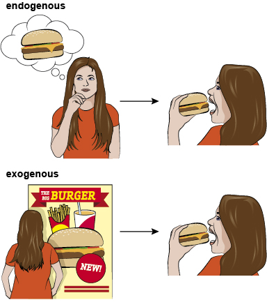 In the top image, endogenous attention, there is a female thinking about a hamburger on the left and the same female eating a hamburger on the right. The bottom image, exogenous attention, shows a female looking at an advert for a hamburger and the same female eating a hamburger on the right.