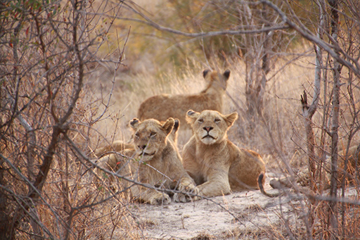 Two female lions sat in Savanna grasslands. Another lion is in the background standing facing away from the camera.